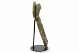Fossil Hadrosaur (Maiasaura) Partial Femur w/ Stand - Montana #379909-3